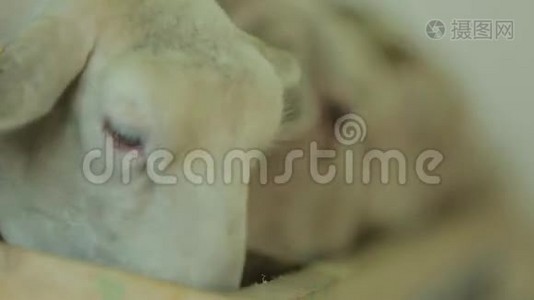 羊吃食物视频
