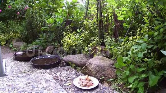 刺猬在花园的露台上喂猫食。视频