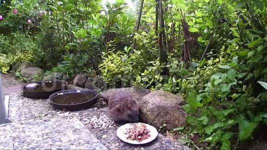 刺猬在花园的露台上喂猫食。视频