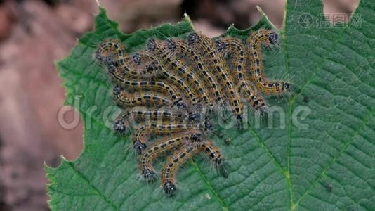 小飞蛾(Phalerabucephala)幼龄毛虫视频