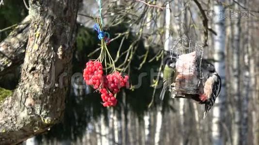 啄木鸟和两只大山雀在冬天吃猪油，4K视频