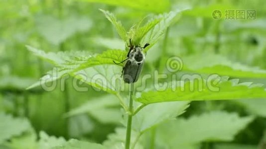 沙佛甲虫坐在绿色的船尾，在风中摇曳。 森林虫的特写视频