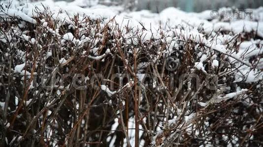 冬天在暴风雪中灌木丛视频