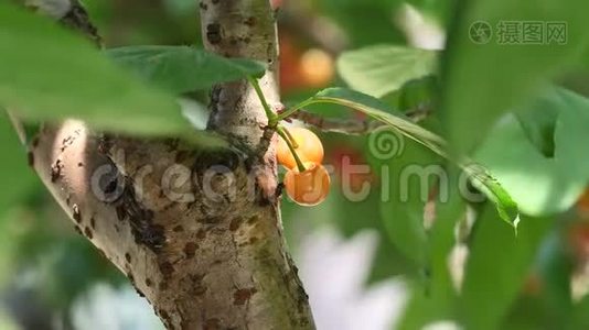 在春天或夏天，在果田的樱桃树上，把新鲜的有机成熟的樱桃合上。 健康食品水果概念视频