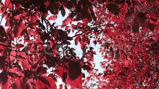 秋天的早晨，红叶在风中摇曳视频