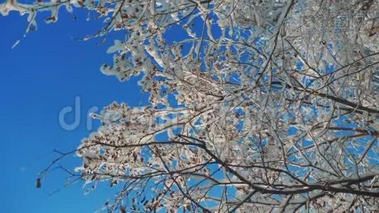 冰天雪地里的干冰枫树，直升机，树枝，冬日的雪，阳光，阳光，美丽的风景视频