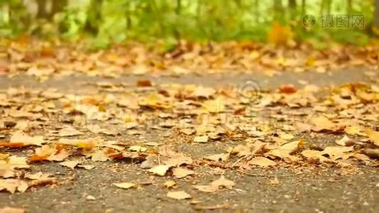 公园的小径，橡树，桦树和山毛榉的叶子在地上。 细节视图。 慢速控制摄像机移动视频