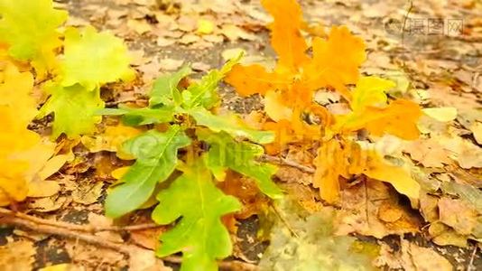 公园的小径，橡树，桦树和山毛榉的叶子在地上。 细节视图。 慢速控制摄像机移动视频