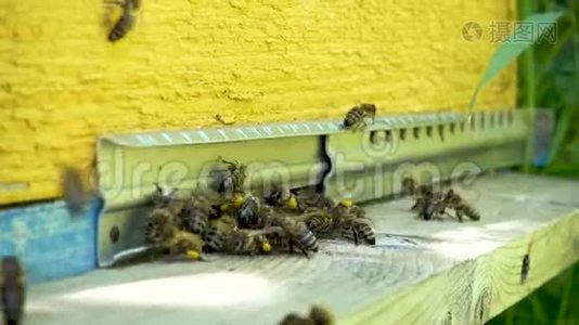 蜜蜂在托盘里飞翔。 蜂巢的入口。视频