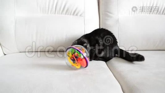 灰色小猫在沙发上玩玩具视频