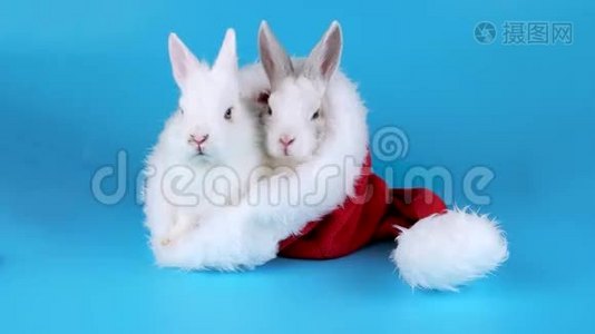 圣诞夫妇兔子坐在圣诞老人的帽子里视频