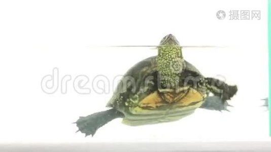 水族馆里的海龟视频
