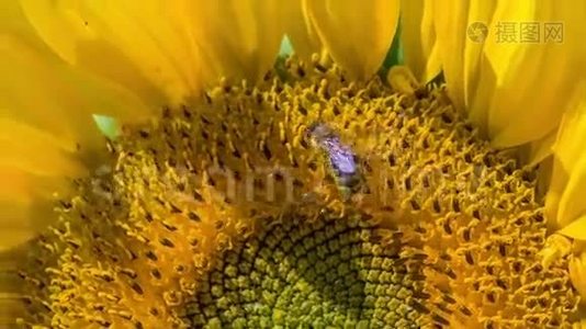蜜蜂把头伸进花粉里视频