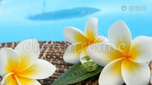 新鲜的白色凤仙花，热带奇花，蓝色游泳池的水视频