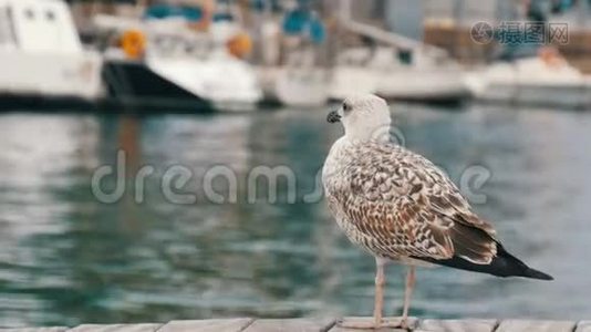 美丽的白色大海鸥在大海的背景上航行。 一只白色大海鸥的海湾和停泊处视频