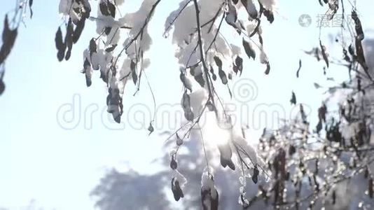 干冰枫树直升机树枝冬日雪天阳光在雪地里闪耀美丽的风景。枯树视频