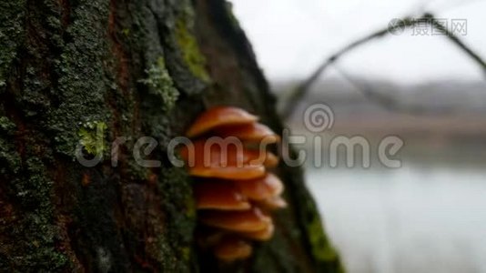 秋天的自然景观，漫步在森林湖岸，稳重视频