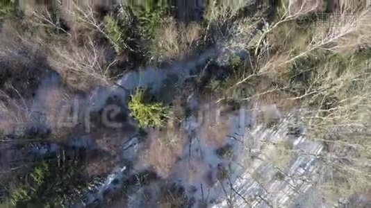 在冬天的混合森林里飞过树梢视频