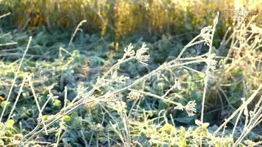 秋天的植物被霜冻覆盖视频