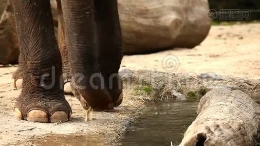 一头大象在动物园里走来走去的特写镜头。视频