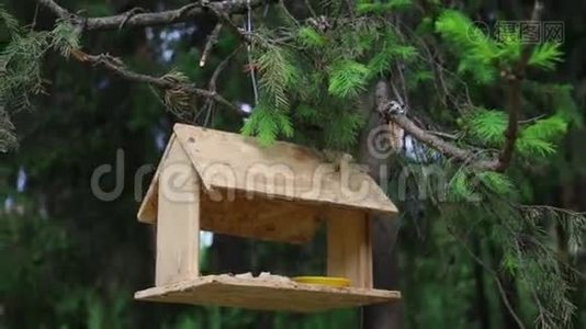 夏天森林里的树枝上挂着鸟食者视频