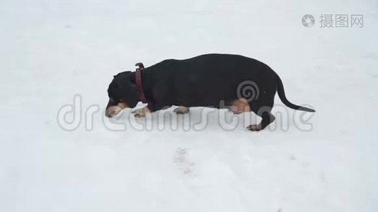在雪地上行走的达克斯猎犬视频
