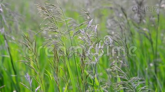 七月野外野燕麦草视频