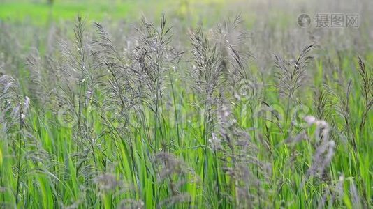 七月野外野燕麦草视频