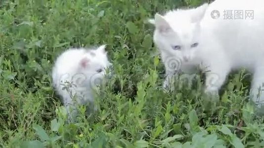 可爱的两只白猫和妈妈在草坪上视频