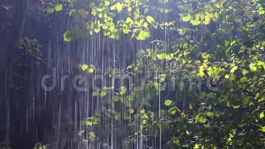 森林雨视频