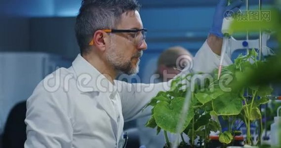 科学家试验绿色植物视频