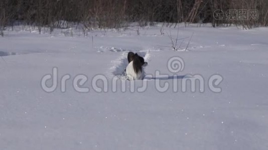 狗狗勇敢地穿过冬天公园里的雪地慢动作股票录像视频