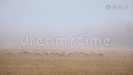 清晨平坦的草地，雾霭下放着一群白羊视频