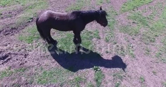 马在一个小农场里放牧视频