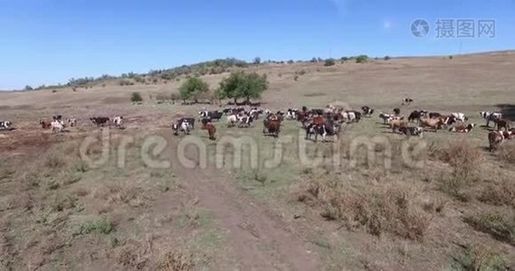 奶牛在农场里放牧的奶牛。视频