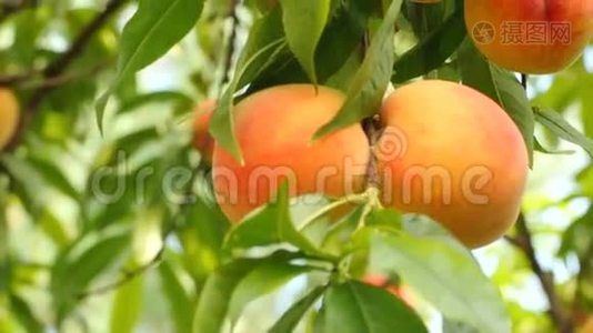 成熟果实的桃树分枝视频