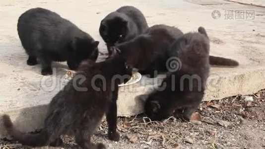 美丽蓬松的黑猫视频