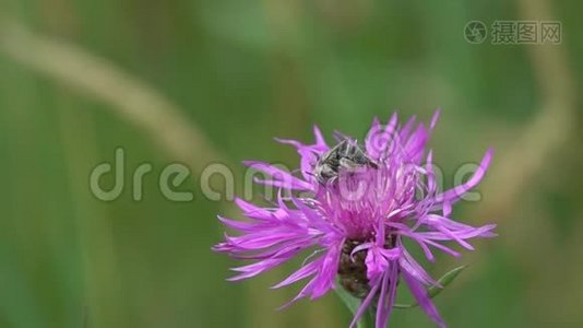 蜜蜂在一朵棕色的花上，慢动作视频