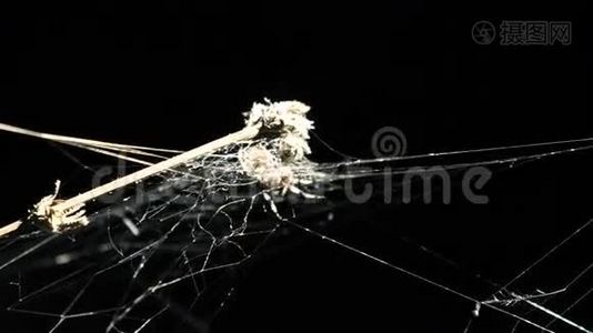 黑暗背景上有死植物的蜘蛛网视频