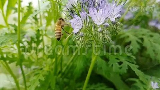 蜜蜂在花附近飞行。 慢动作。视频