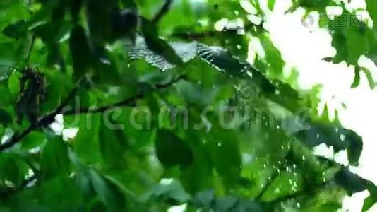 纯净的雨水浇在夏林中清新的树木叶子上，有美丽的树视频
