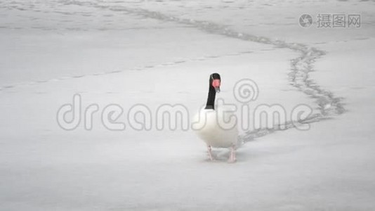 美丽的黑颈天鹅在冰冻的池塘上雪地行走视频