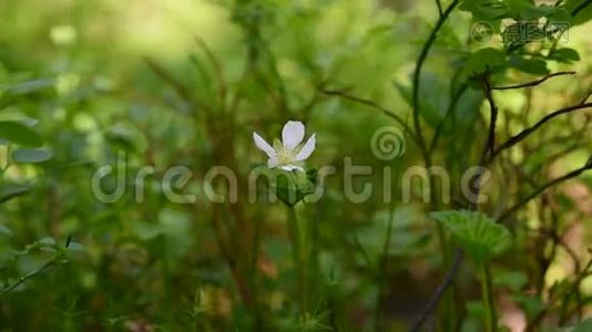 菖蒲植物的开花视频