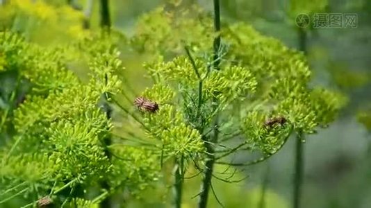 小茴香伞面纹瘤视频