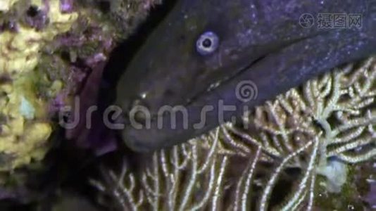 加拉帕戈斯海底的海鳗。视频