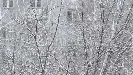 下雪了。 白雪覆盖着树木。视频