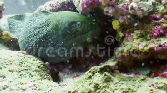 加拉帕戈斯海底的海鳗。视频
