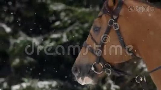 男人骑马骑着一匹棕色的大马，在美丽的雪冬景观中。 男性骑手，优雅大方视频