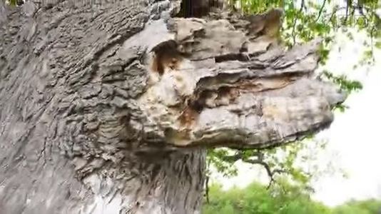 美丽的森林橡树老叶夏季视频