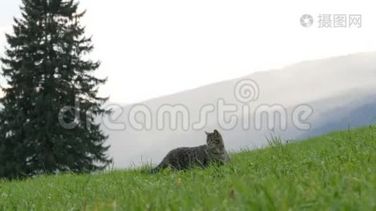 可爱的条纹猫玩耍，在绿色的草地上，在风景如画的奥地利山谷的背景下玩得开心视频